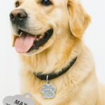 Medaglietta per cane con incisione del nome – argento sterling 925